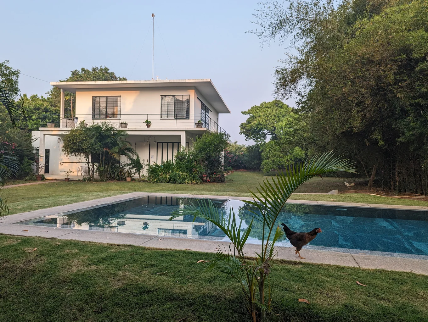 House with a pool, plants, and a chicken in a yard.