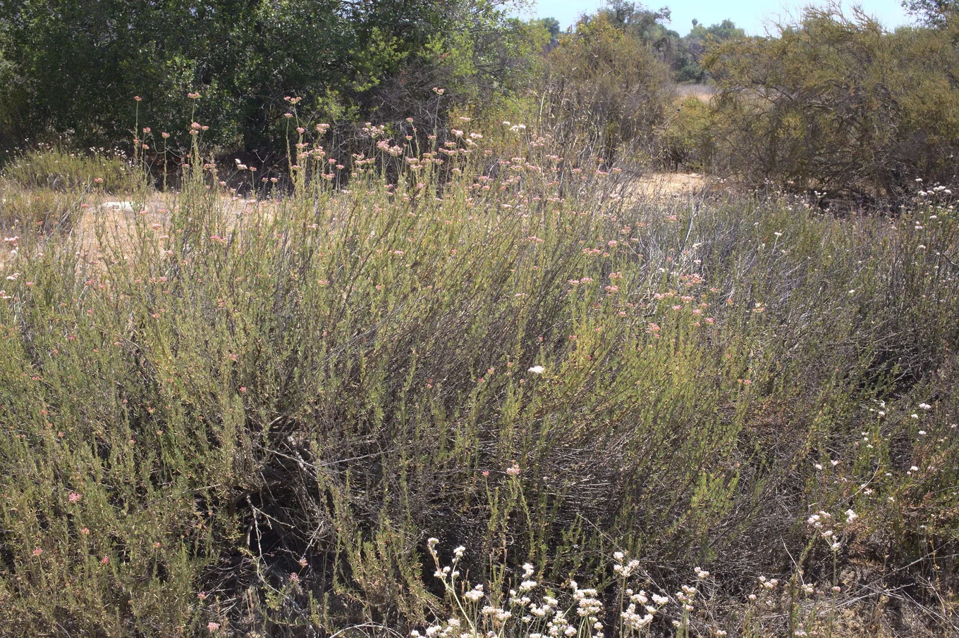Plants with small pink and white flowers in a field.